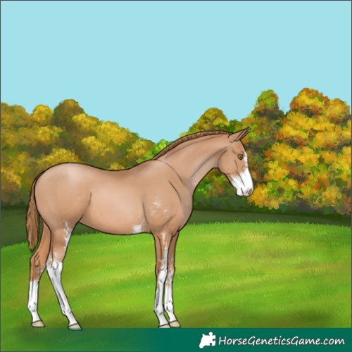 Horse Color:Chestnut Pearl Sabino
