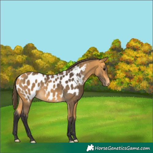 Horse Color:Buckskin Blanket