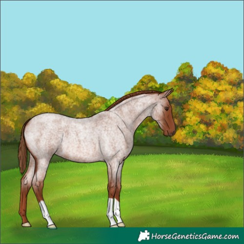 Horse Color:Red Roan 