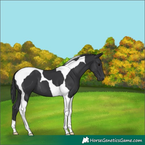 Horse Color:Black Tobiano