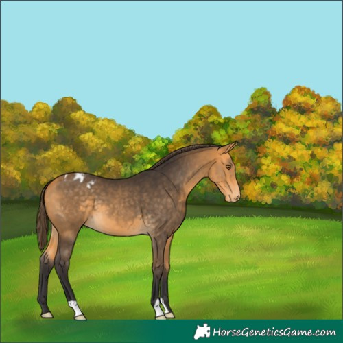 Horse Color:Buckskin Varnish 