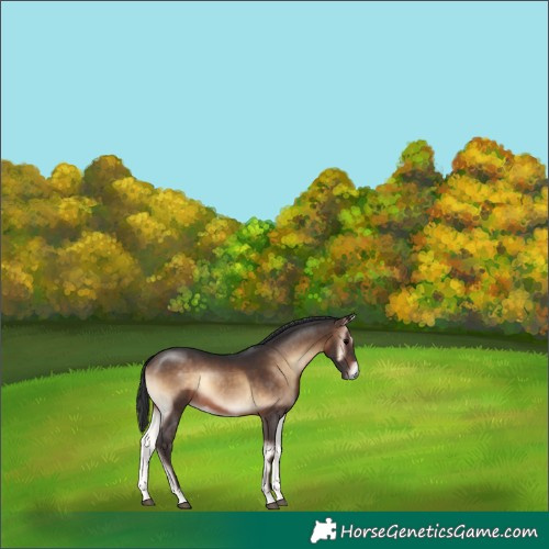 Horse Color:Brown Onyx Rabicano 