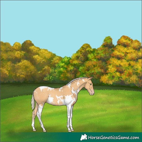 Horse Color:White Spotted Gold Cream Champagne Tobiano Rabicano 