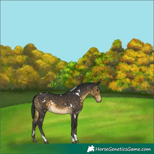 Horse Color:White Spotted Buckskin Tobiano Rabicano