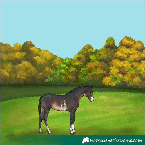 Horse Color:Brown Sabino Rabicano 