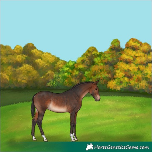 Horse Color:Brown Rabicano