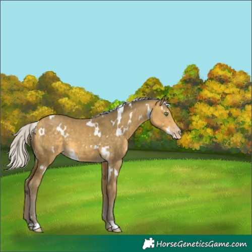 Horse Color:White Spotted Silver Amber Cream Champagne