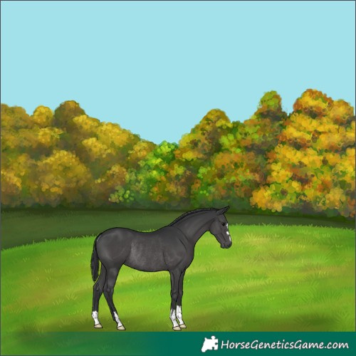 Horse Color:Black Rabicano