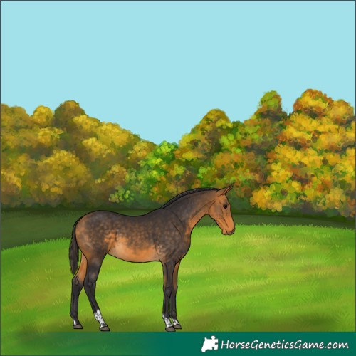 Horse Color:Buckskin Tobiano Rabicano 