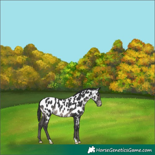 Horse Color:Black Near Leopard Rabicano 
