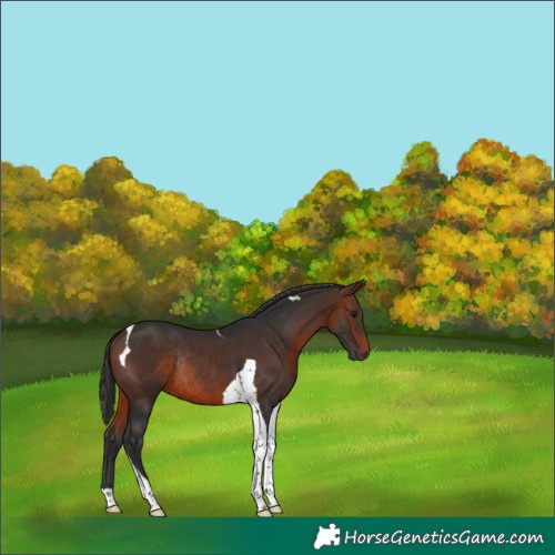 Horse Color:Brown Tobiano Rabicano 