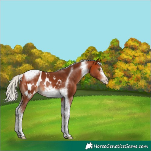 Horse Color:Silver Bay Tobiano Frame Blanket