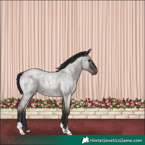 Horse Color:Brown Roan 