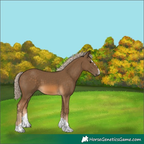 Horse Color:Chocolate Palomino
