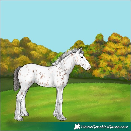 Horse Color:Bay Splash Tobiano Leopard and White Spotted Bay Splash Leopard