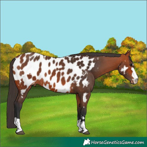 Horse Color:Bay Near Leopard  and Bay Near Leopard 