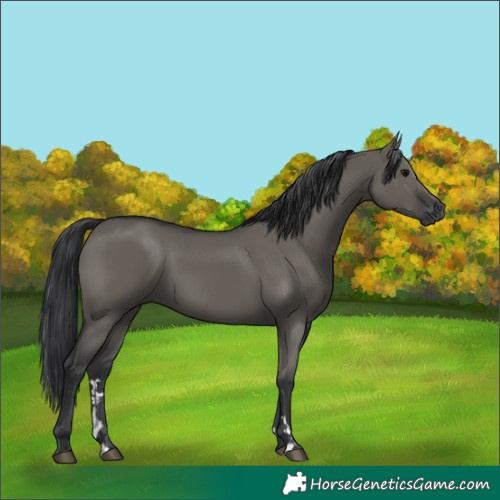 Horse Color:Grullo 