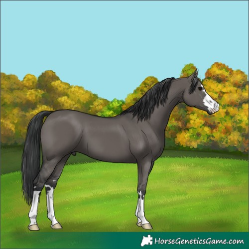 Horse Color:Grullo