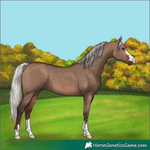 Horse Color:Silver Brown Dun 