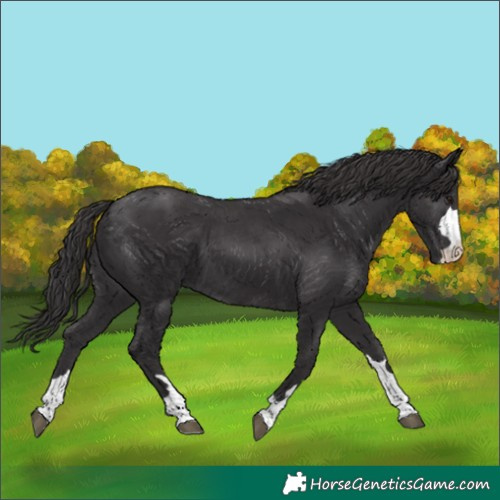 Horse Color:Smoky Black