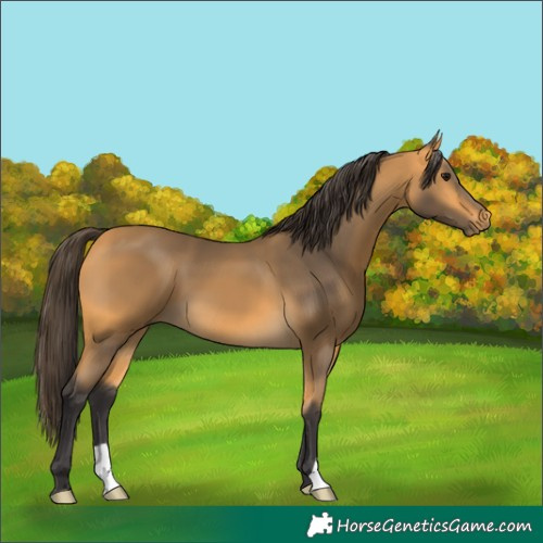 Horse Color:Buckskin 