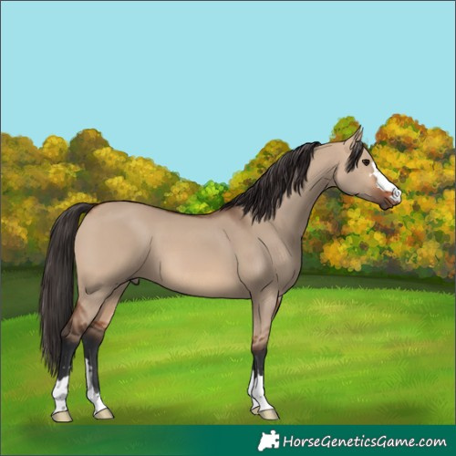 Horse Color:Bay Dun 
