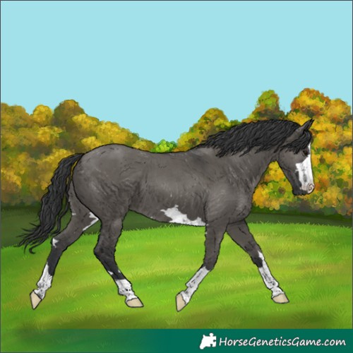 Horse Color:Grullo