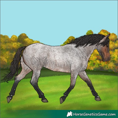Horse Color:Brown Roan