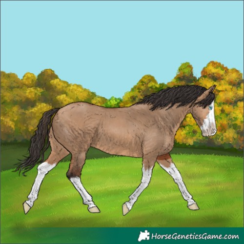 Horse Color:Bay Dun Splash 