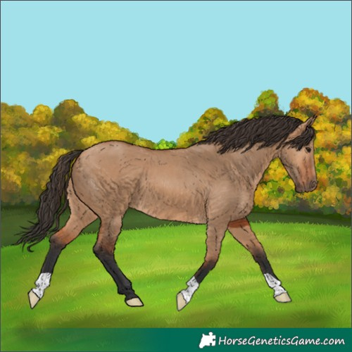 Horse Color:Bay Dun 