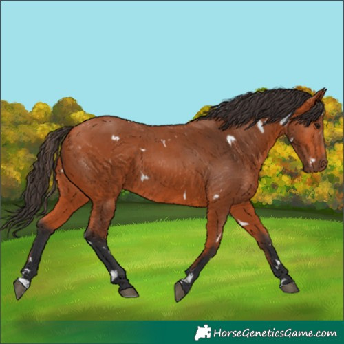 Horse Color:White Spotted Bay 
