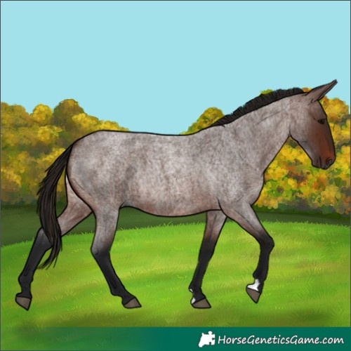 Horse Color:Gray Bay Roan 