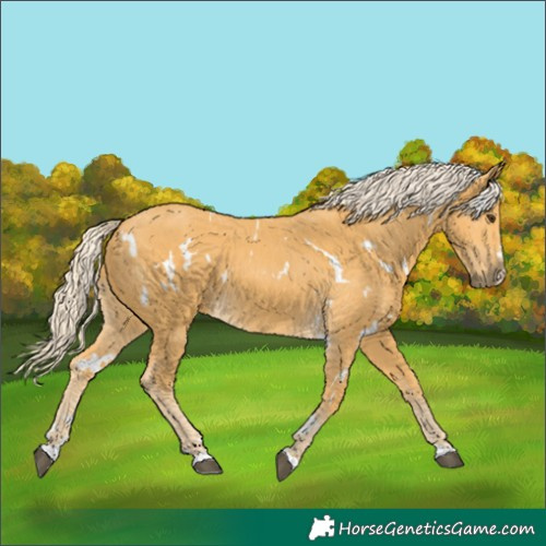 Horse Color:White Spotted Palomino 