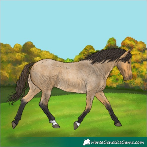 Horse Color:Buckskin Roan 