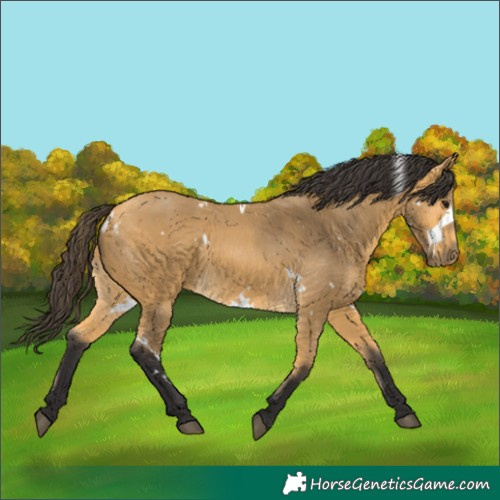 Horse Color:White Spotted Buckskin