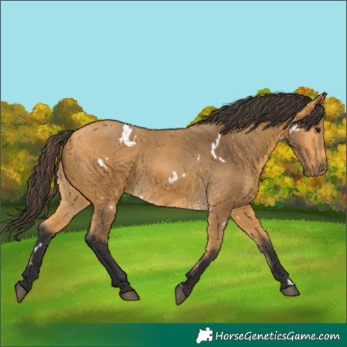 Horse Color:White Spotted Buckskin