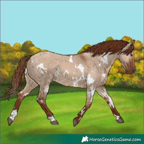 Horse Color:White Spotted Red Dun 