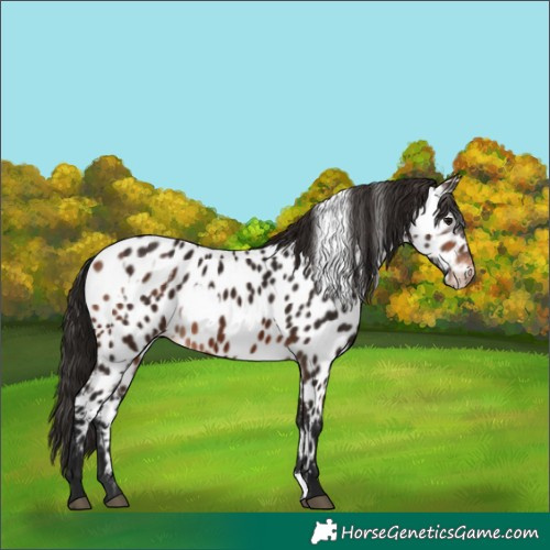 Horse Color:Bay Near Leopard  and Gray Bay Near Leopard 