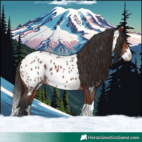 Horse Color:Bay Near Leopard  and Bay Splash Near Leopard 