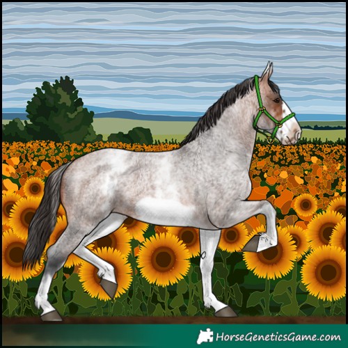 Horse Color:White Spotted Bay Roan Frame 