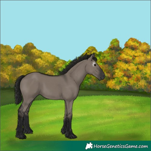 Horse Color:Gray Grullo 