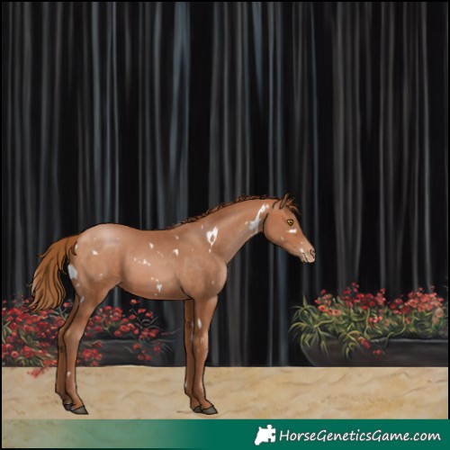Horse Color:White Spotted Bay Pearl