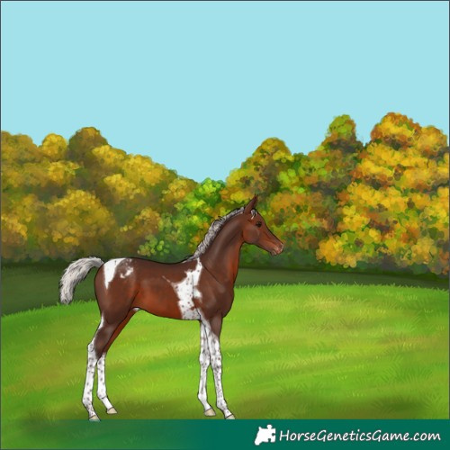 Horse Color:Silver Brown Tobiano Varnish