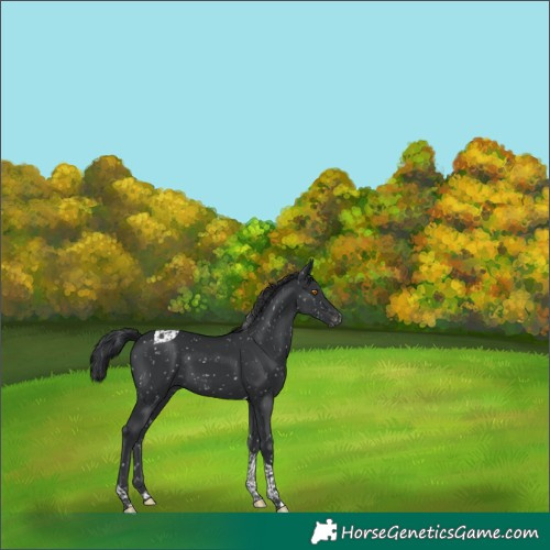 Horse Color:Black Tobiano Snowflake Varnish