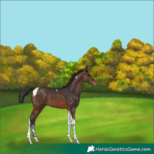 Horse Color:Brown Tobiano Snowflake Varnish