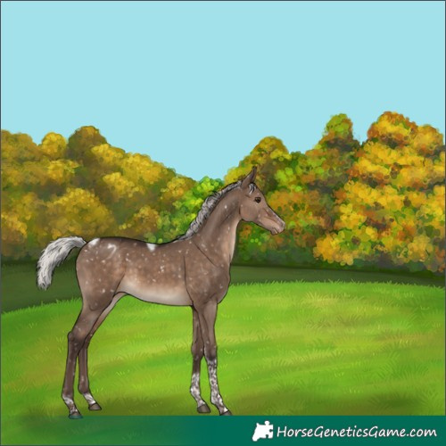 Horse Color:Silver Brown Dun Tobiano Frame Snowflake Varnish Rabicano 