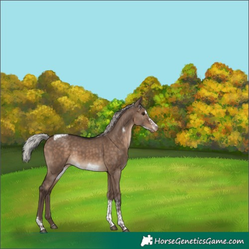 Horse Color:Silver Brown Dun Sabino Tobiano Frame Varnish Rabicano
