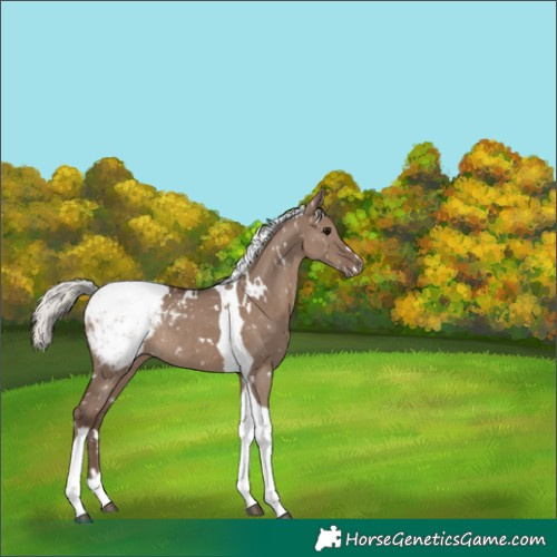Horse Color:White Spotted Silver Grullo Tobiano Snowcap Rabicano