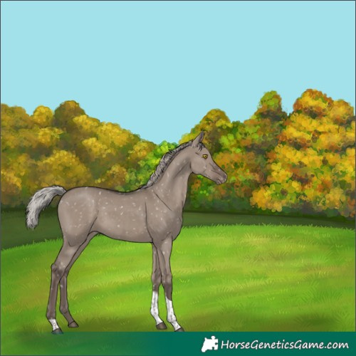 Horse Color:Silver Grullo Tobiano Snowflake Varnish Rabicano