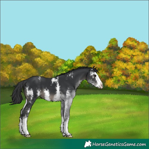 Horse Color:Black Sabino Splash 